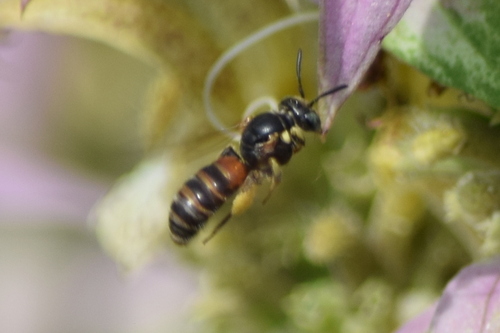 Protandrena abdominalis