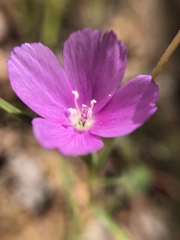 Clarkia affinis