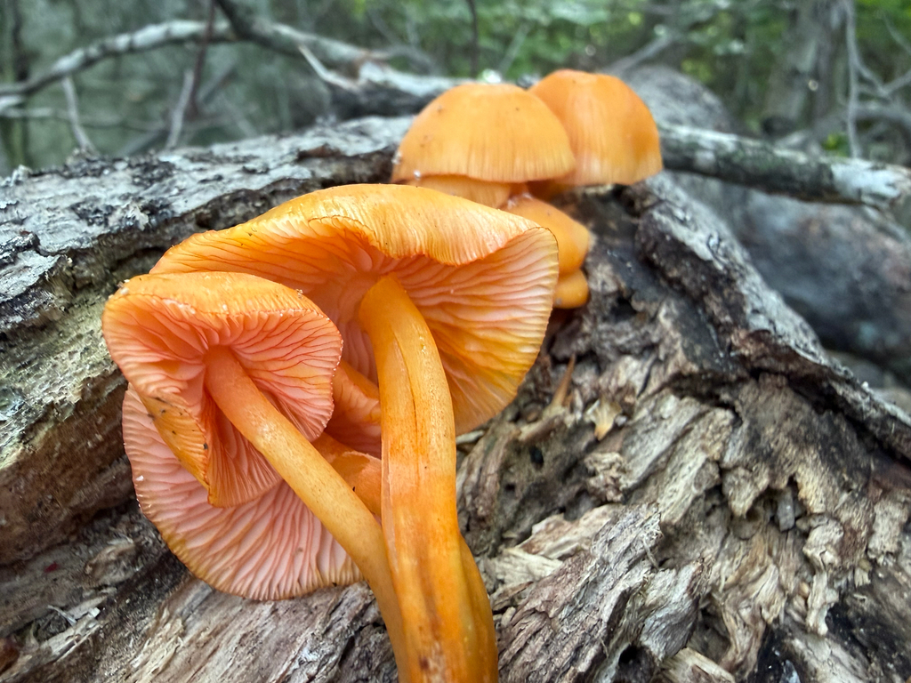 orange mycena · August 2026 · photo: Photo: no rights reserved · iNaturalist