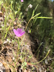 Clarkia affinis