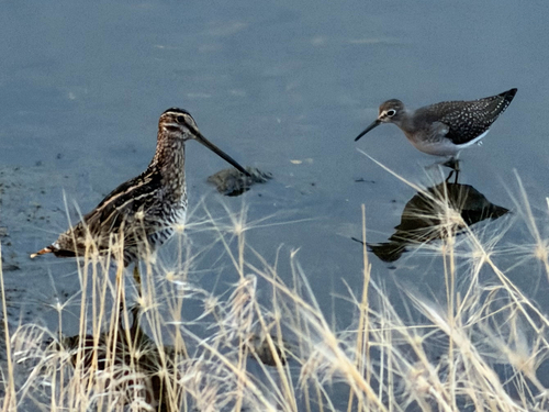 Wilson's Snipe