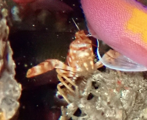 Enoplometopus occidentalis observed 2026-08-29