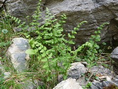 Cystopteris tasmanica