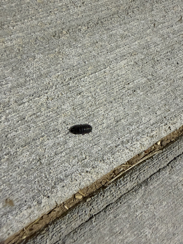 Common Pill Woodlouse
