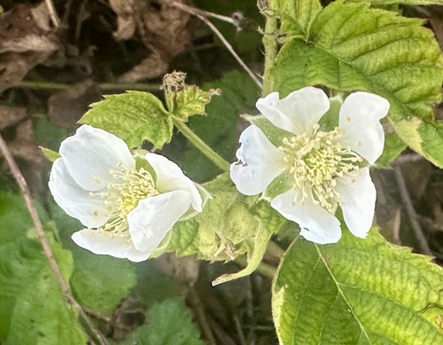 iNaturalist observation photo of brambles
