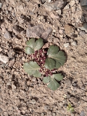 Cymopterus corrugatus