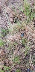Spiza americana