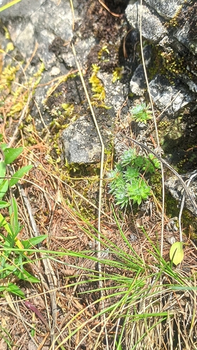 Androsace incana, photograph 1