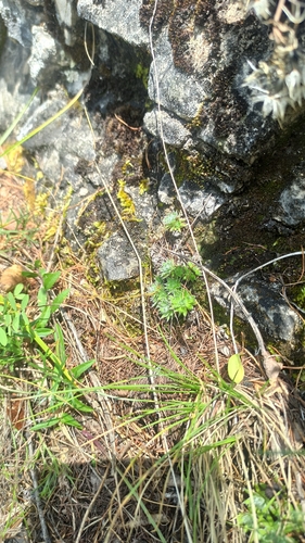 Androsace incana, photograph 2