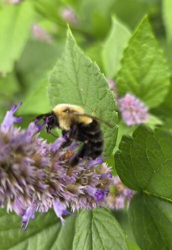 Common Eastern Bumble Bee