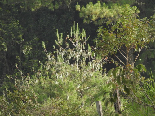 Pinus ayacahuite, 2026-08-18