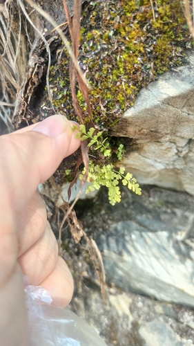 Smooth woodsia (Woodsia glabella)