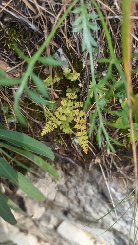 Woodsia glabella, photograph 3