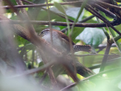 Thryophilus rufalbus