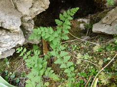 Cystopteris tasmanica