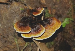 Phylloporia