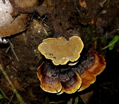 Phylloporia