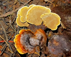 Phylloporia