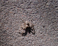 Polybetes trifoveatus