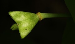 Uvularia