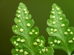 Cystopteris tasmanica