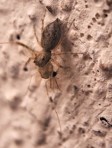 Wall Jumping Spiders