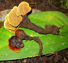 Phylloporia