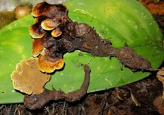 Phylloporia