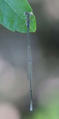 Enallagma daeckii
