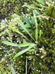Euchiton japonicus, photograph author not stated, no rights reserved