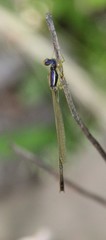 Enallagma dubium