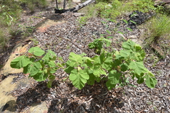 Brachychiton vitifolius