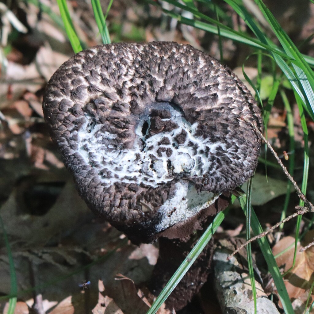 Old-man-of-the-woods · August 2026 · photo: Photo: (c) Mark Apgar, some rights reserved (CC BY) · iNaturalist
