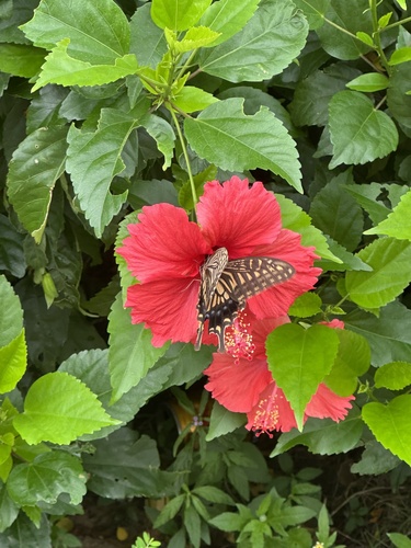 Chinese Yellow Swallowtail