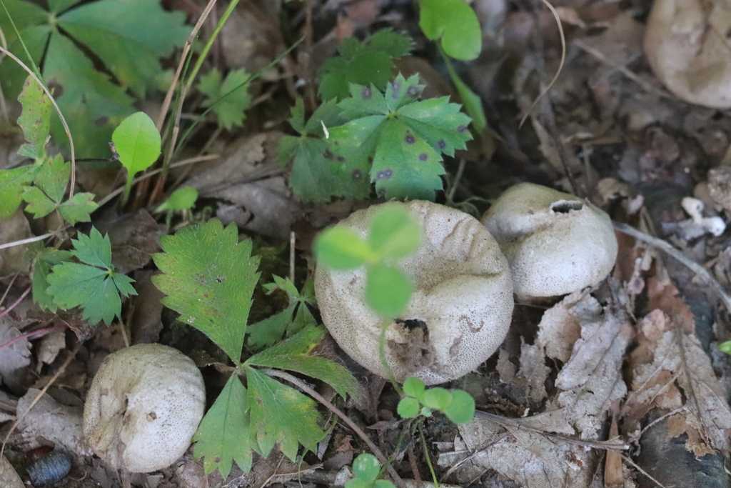 common puffball · August 2026 · photo: Photo: (c) Mark Apgar, some rights reserved (CC BY) · iNaturalist