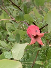 Clematis texensis