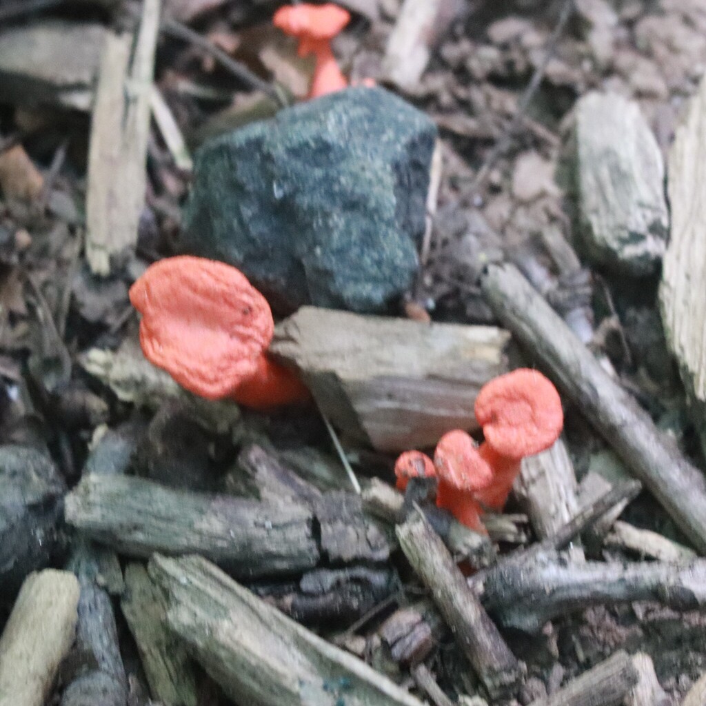 Red Chanterelle · August 2026 · photo: Photo: (c) Mark Apgar, some rights reserved (CC BY) · iNaturalist