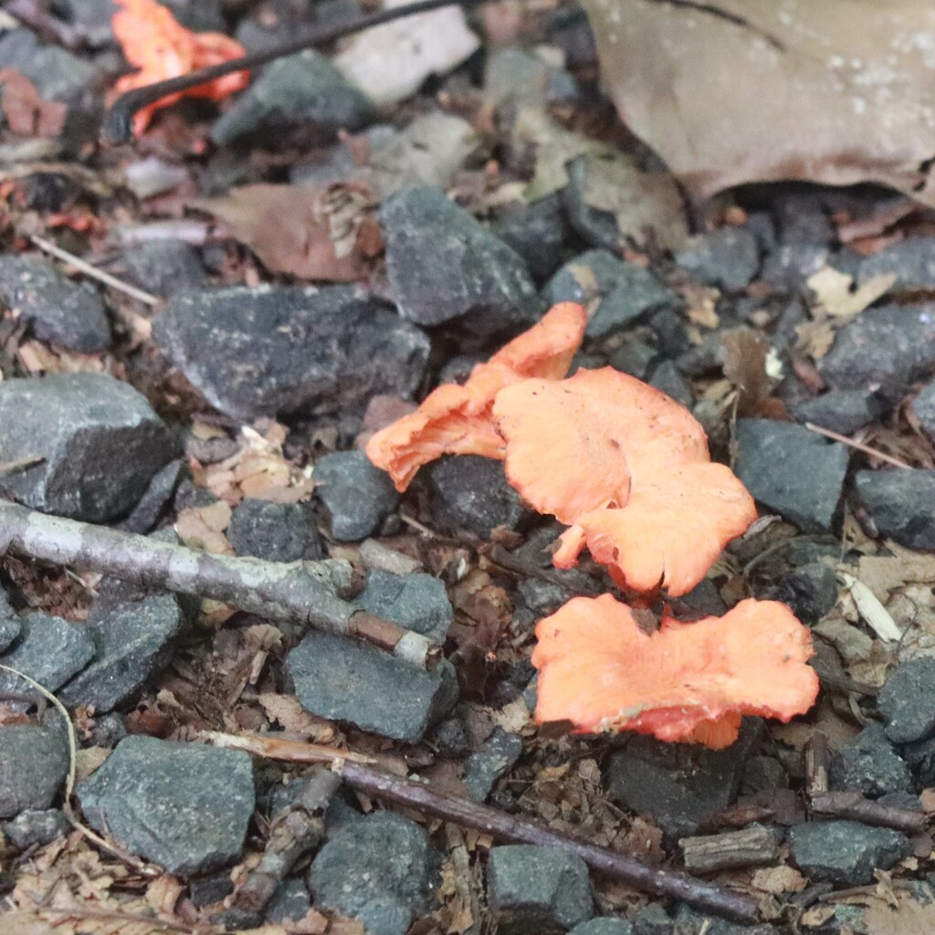 Red Chanterelle · August 2026 · photo: Photo: (c) Mark Apgar, some rights reserved (CC BY) · iNaturalist