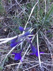 Delphinium bicolor