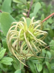 Clematis texensis