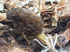 Morchella angusticeps