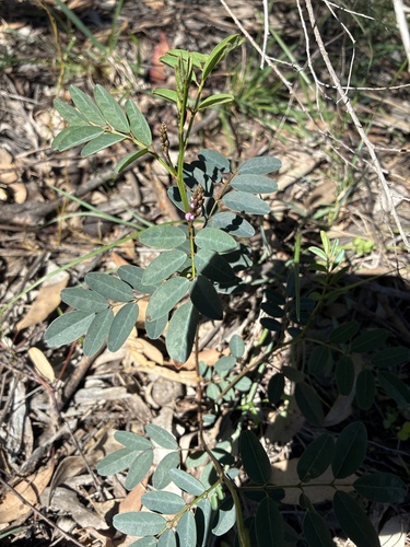 Australian Indigo