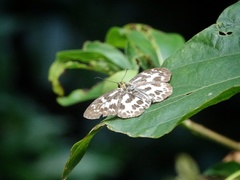 Abraximorpha davidii
