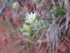Horkelia tridentata