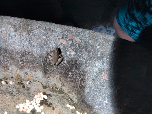 Blanchard's Cricket Frog
