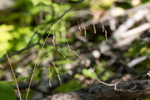 Festuca subverticillata observed 2026-08-29