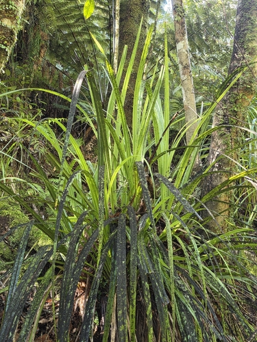 Astelia trinervia