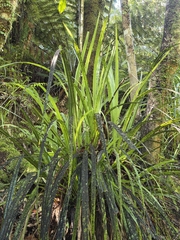Astelia trinervia