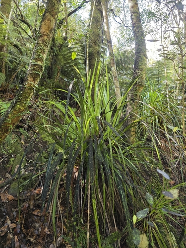 Astelia trinervia, photograph 2