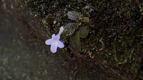 Sinningia pusilla